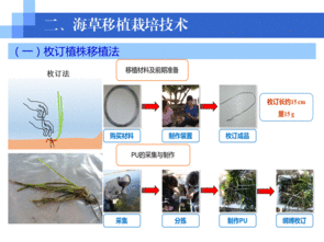 水生生物資源養護先進技術系列連載（五） 海草移植栽培技術